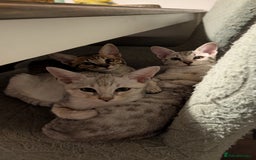Savannah cats for sale: Savannah F6 female kitten Ready now  - Image 7