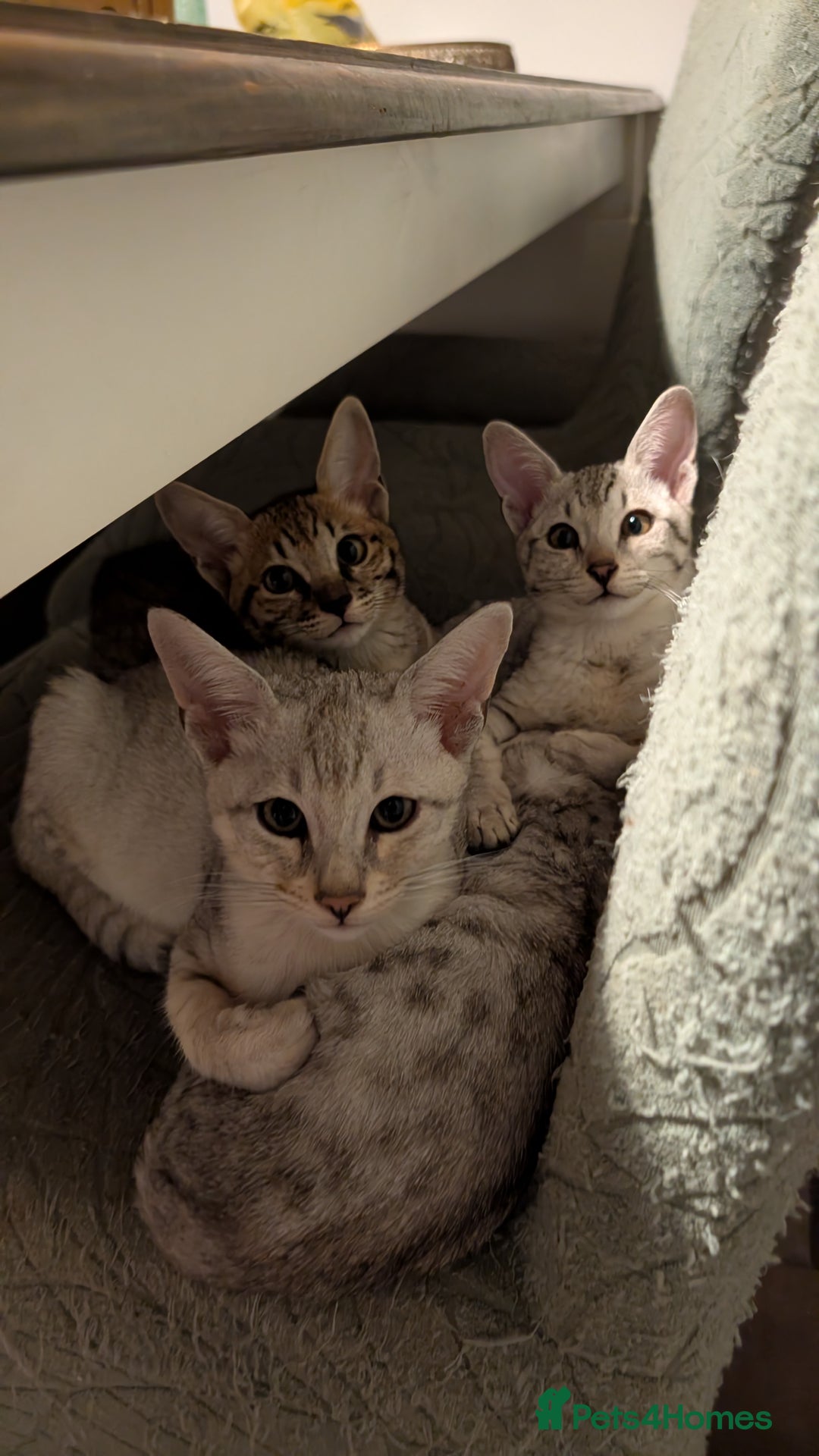 Savannah cats for sale: Savannah F6 female kitten Ready now  - Image 7