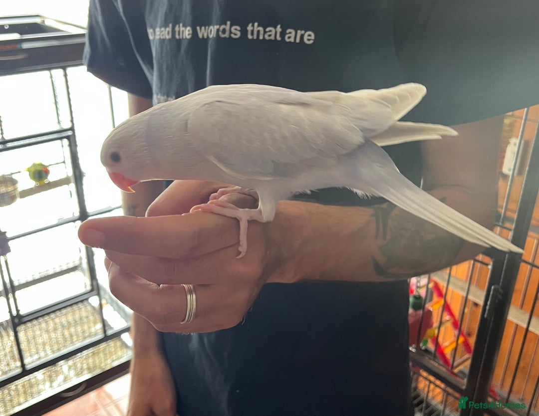 Ringnecks birds for sale: Hand Reared Baby Ringneck’s  - Image 9