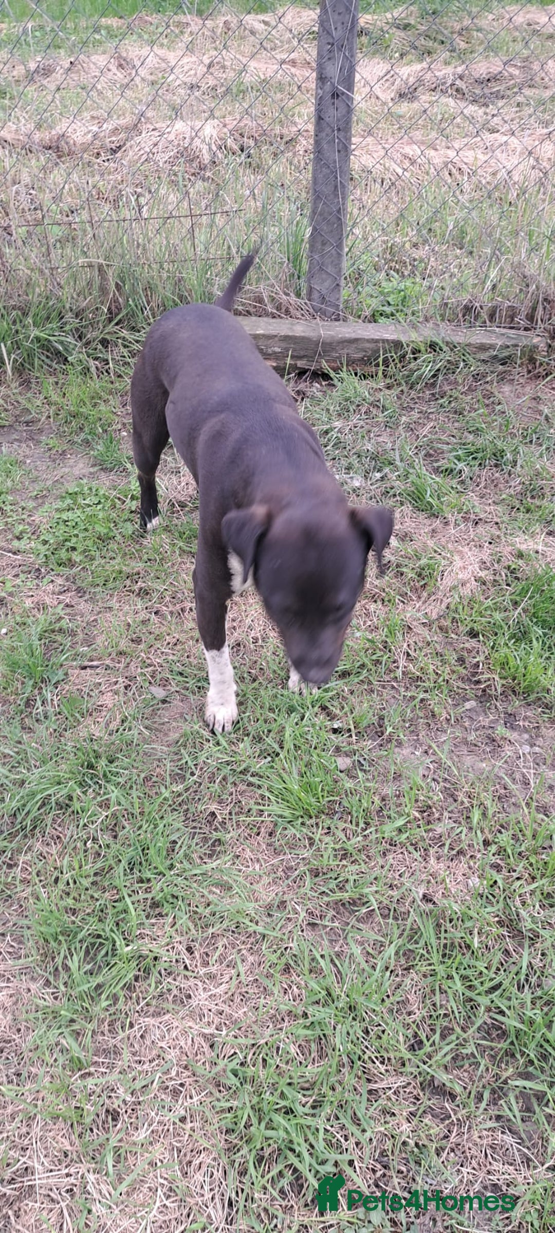 Mixed Breed dogs for adoption: LUCKY - a superb and gentle girl for a Loving Home - Image 14