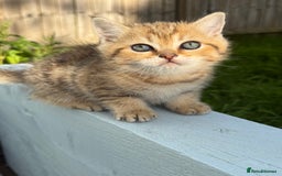 Scottish Fold cats for sale: The last Scottish Kitten ready for a loving home - Image 4