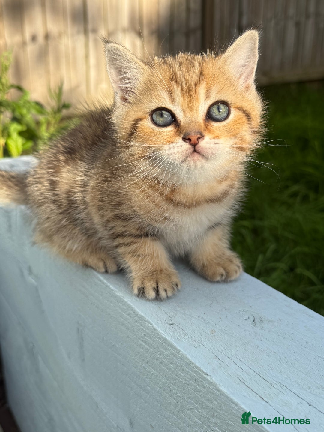 Scottish Fold cats for sale: The last Scottish Kitten ready for a loving home - Image 4