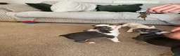 French Bulldog dogs for sale: French bulldogs  - Advert 17