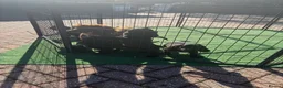 Cocker Spaniel dogs for sale: Beautiful 6 black cocker spaniel!  - Advert 4