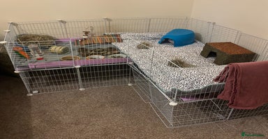 Guinea Pig rodents - Advert 4