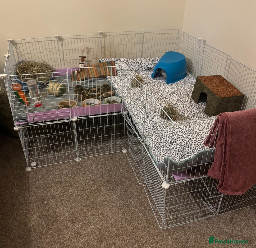 Guinea Pig rodents for sale: Guinea's and full set up  - Image 2