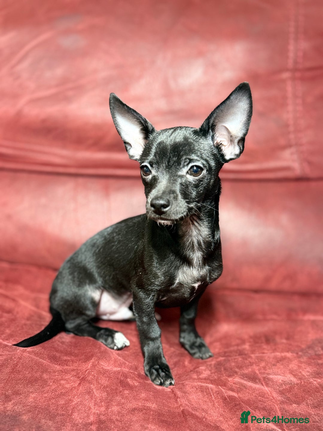 Chihuahua dogs for sale: 🐾 Beautiful Chihuahua Puppies - Advert 9