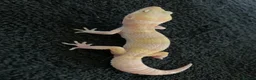 Leopard Gecko reptiles for sale: Albino leopard geckos cb26 - Advert 3