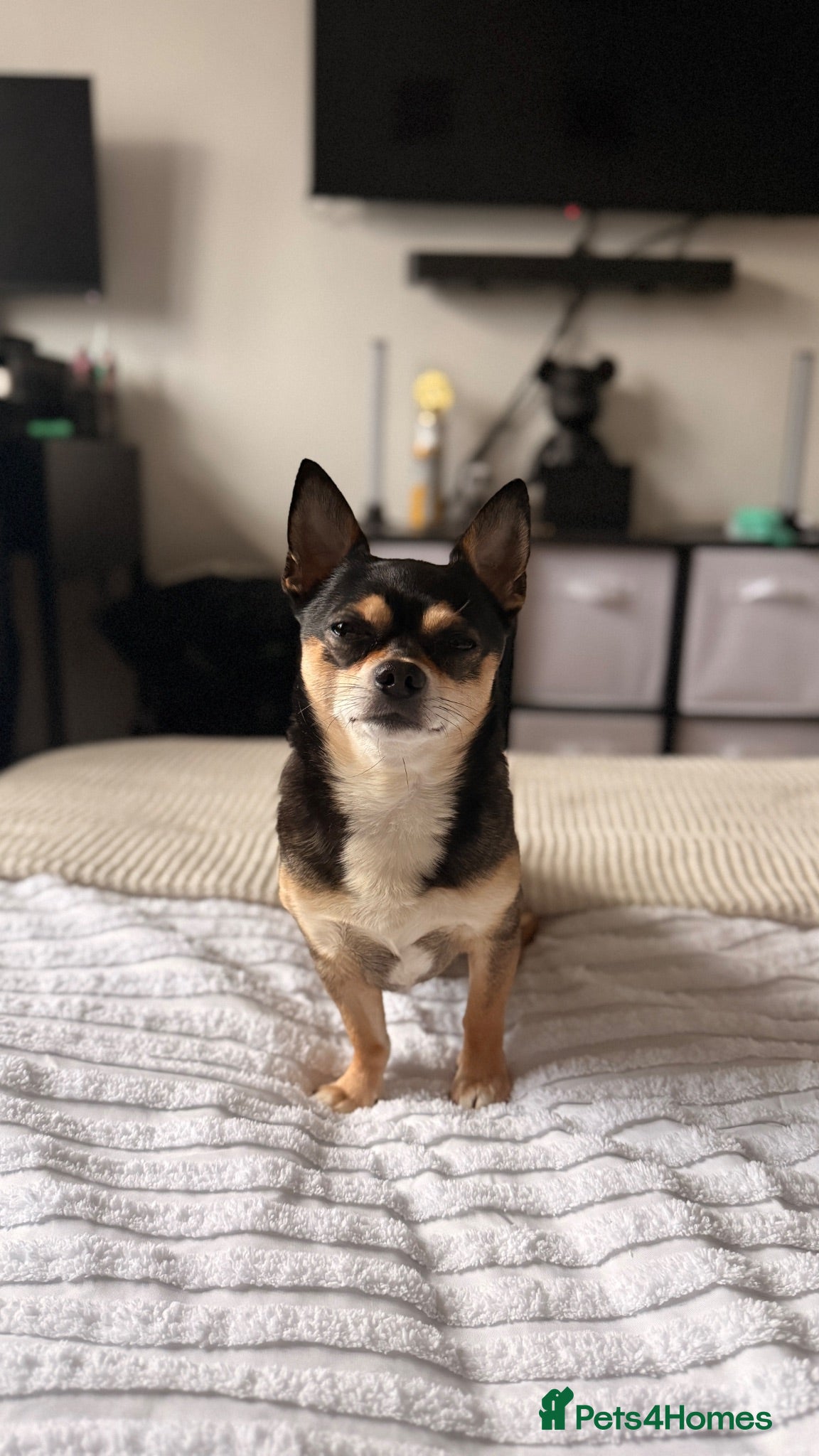 Mixed Breed dogs 🐾 CHIHUAHUA × JACK RUSSELL STUD AVAILABLE 🐾 - Advert 13