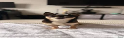 Mixed Breed dogs for stud: 🐾 CHIHUAHUA × JACK RUSSELL STUD AVAILABLE 🐾 in Greenford - Advert 1