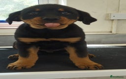 Rottweiler dogs for sale: Old fashioned big rottweiler pups  - Image 13