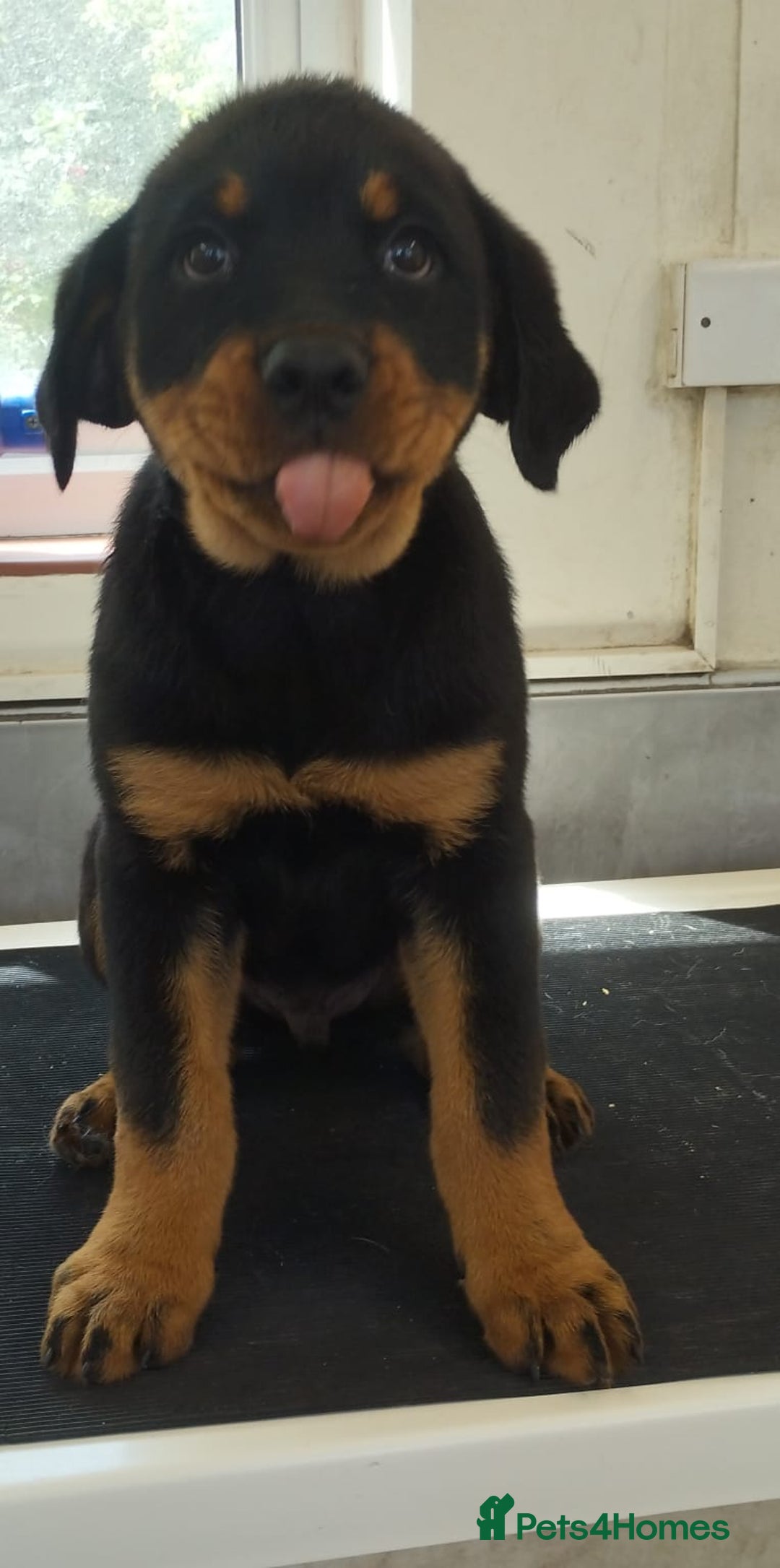 Rottweiler dogs for sale: Old fashioned big rottweiler pups  - Image 13