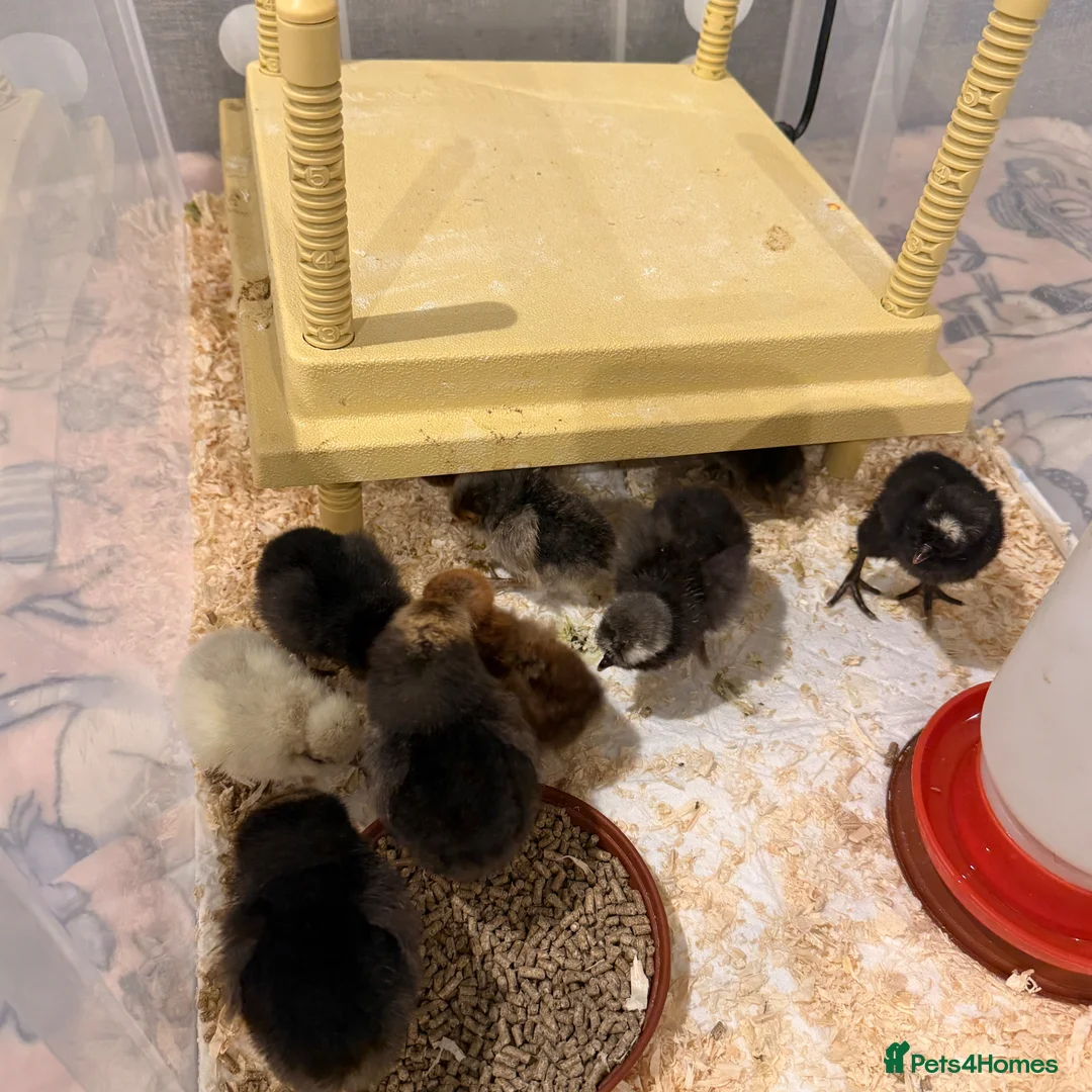 Chickens poultry for sale: Various chicks available  - Advert 2