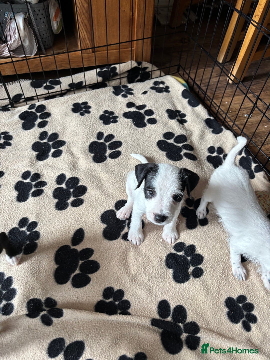 Mixed Breed dogs for sale: Border terrier x Patterdale terrier   - Image 4