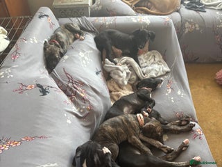 Mixed Breed dogs - Advert 4