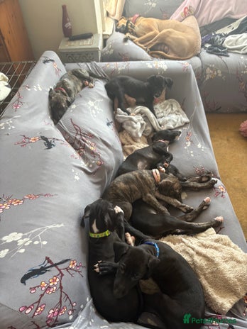 Mixed Breed dogs - Advert 4