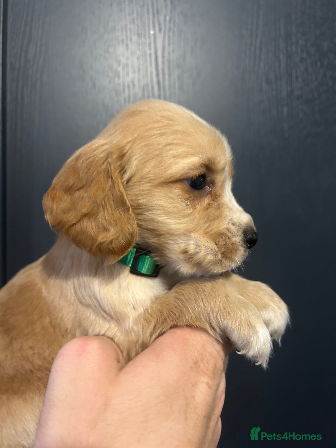 Cocker Spaniel dogs for sale: 3 Cocker Spaniel Puppies. 💙💙💙 - Advert 13