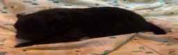 Pomeranian dogs for sale: Mini Pomeranian pups. Wee cherubs - Advert 4