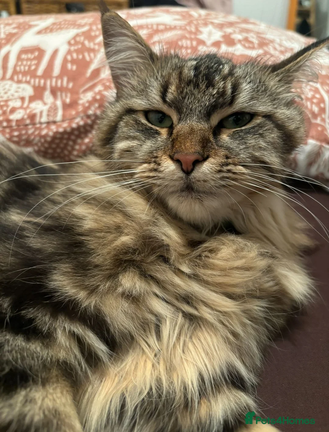 Siberian cats for sale: Gorgeous 1 year old Siberian looking for a home - Advert 2