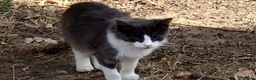 Mixed Breed cats for sale: Female and male cat - Advert 5