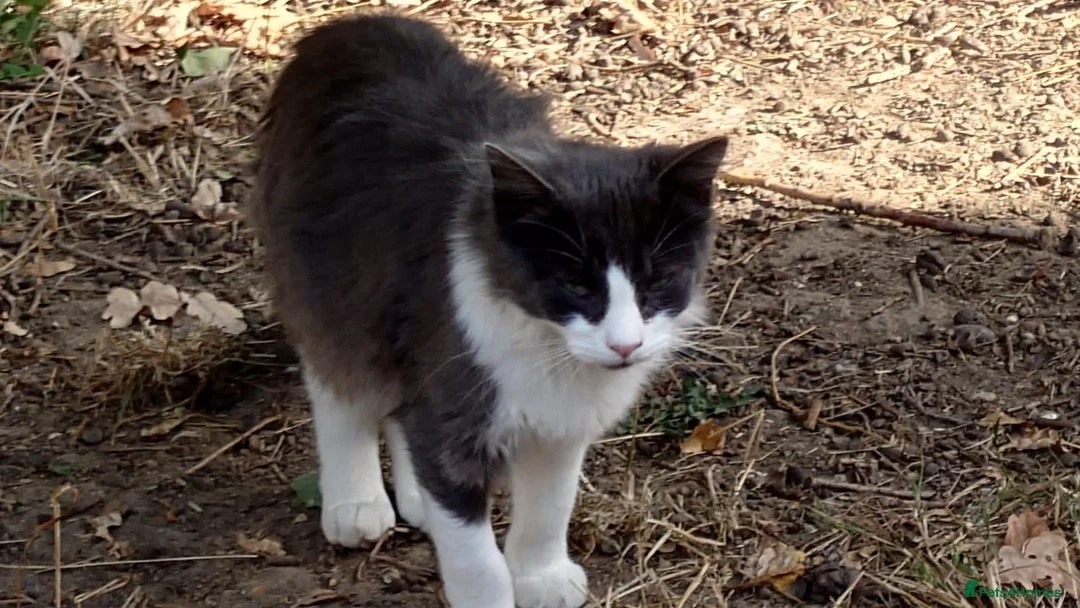 Mixed Breed cats for sale: Female and male cat - Advert 5