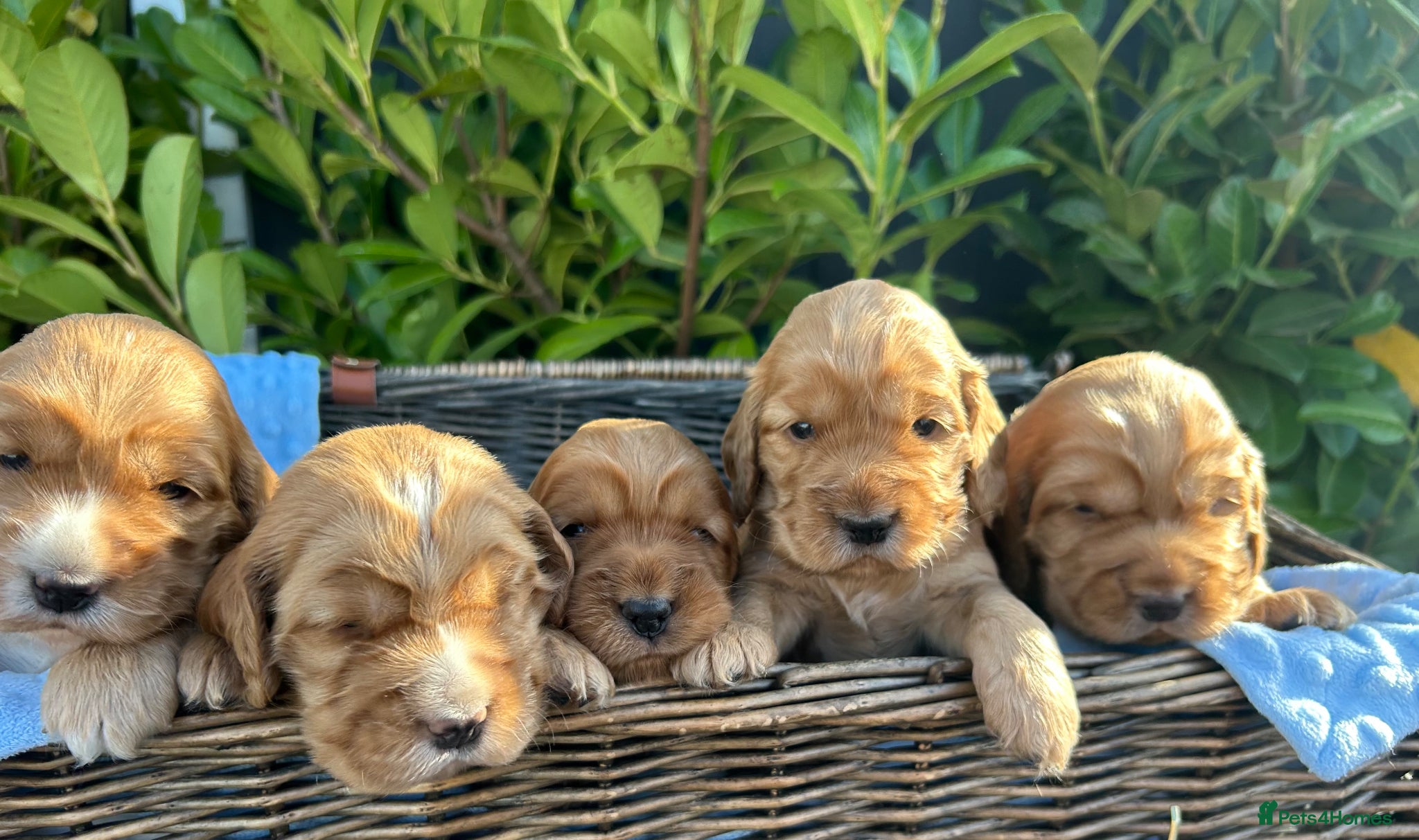 Cocker Spaniel dogs for sale: KC REGISTERED Show Type Gold Cocker Spaniels 🩷💙 - Advert 1