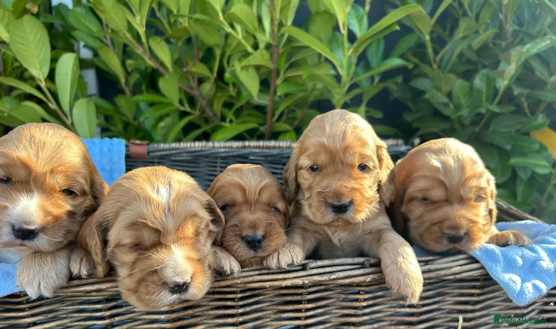 Cocker Spaniel dogs for sale: KC REGISTERED Show Type Gold Cocker Spaniels 🩷💙 - Advert 1