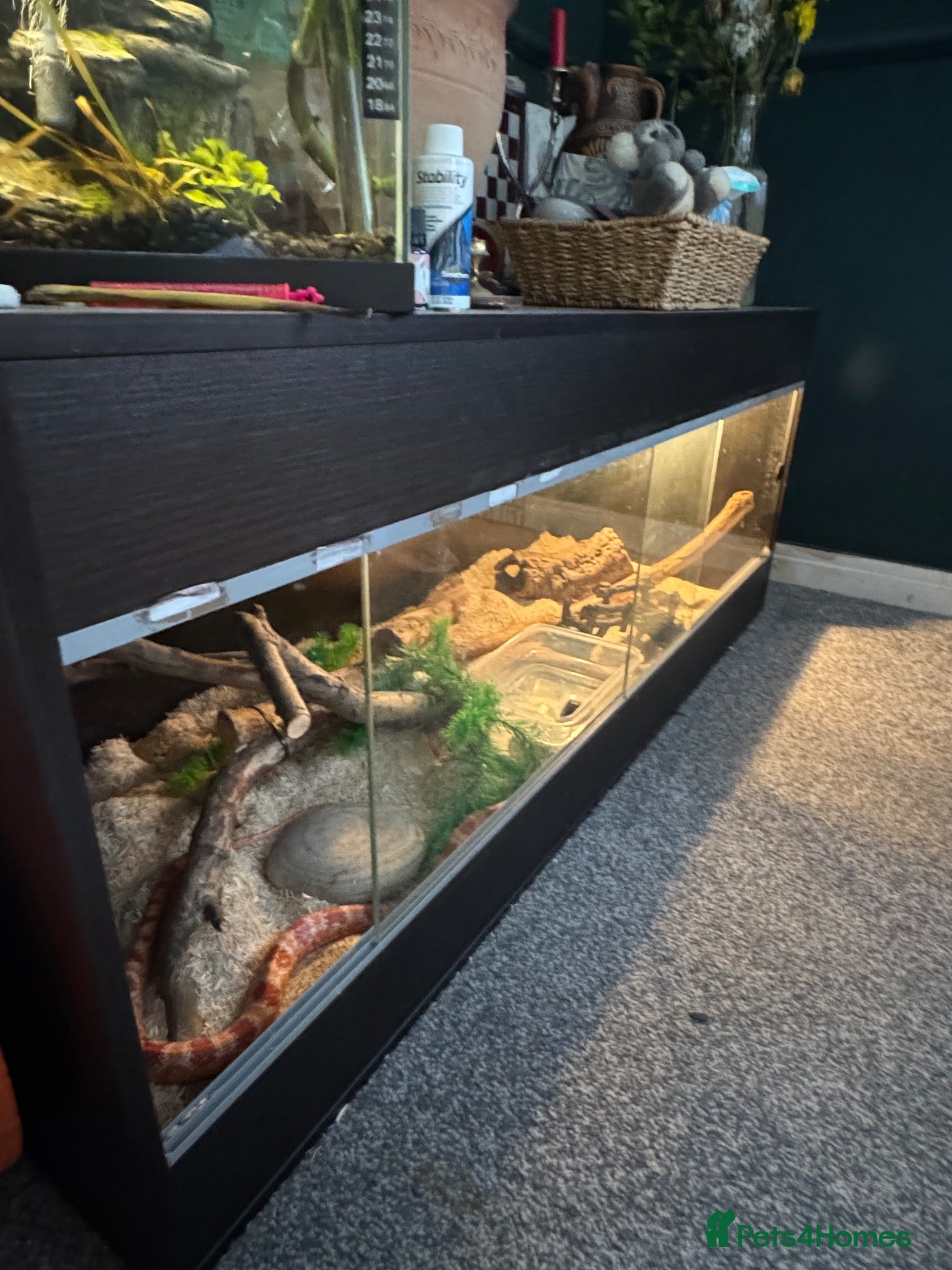 Corn Snake reptiles Corn snake with enclosure.  - Advert 1