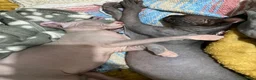 Sphynx cats for sale: Canadian elf sphinx - Advert 8