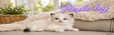 Ragdoll Kitten 1