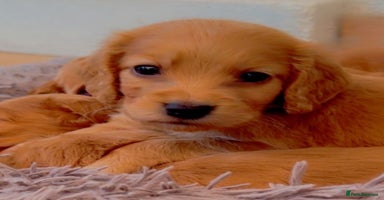 Cocker Spaniel dogs - Advert 3
