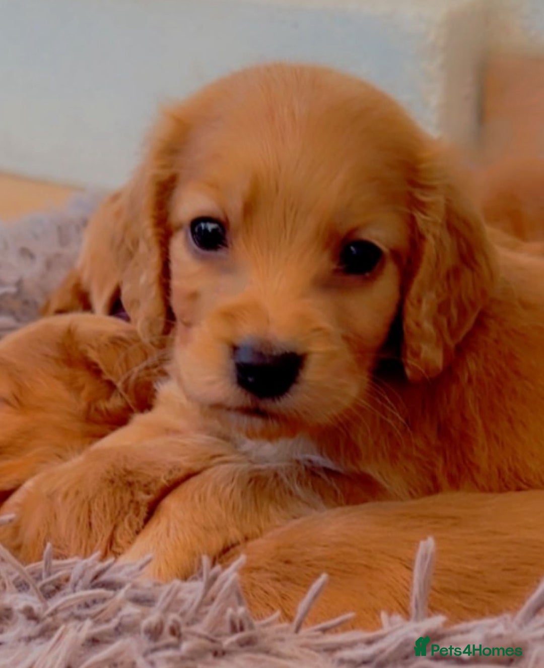 Cocker Spaniel dogs for sale: Cockerspaniel fox red stunning puppies 🐶  - Image 3