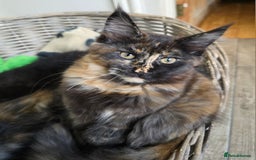 Maine Coon cats for sale: 2 Girls & 1 Boy Left ❤️ GCCF Maine Coon kittens  - Image 2