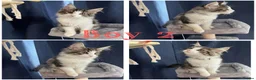 Maine Coon cats for sale: TICA EXCEPTIONAL GIANT & GENTLE MAINE COON KITTENS in Greenford - Advert 25