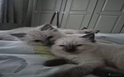 Ragdoll cats for sale: Pure Breed Ragdoll Kittens  - Advert 9