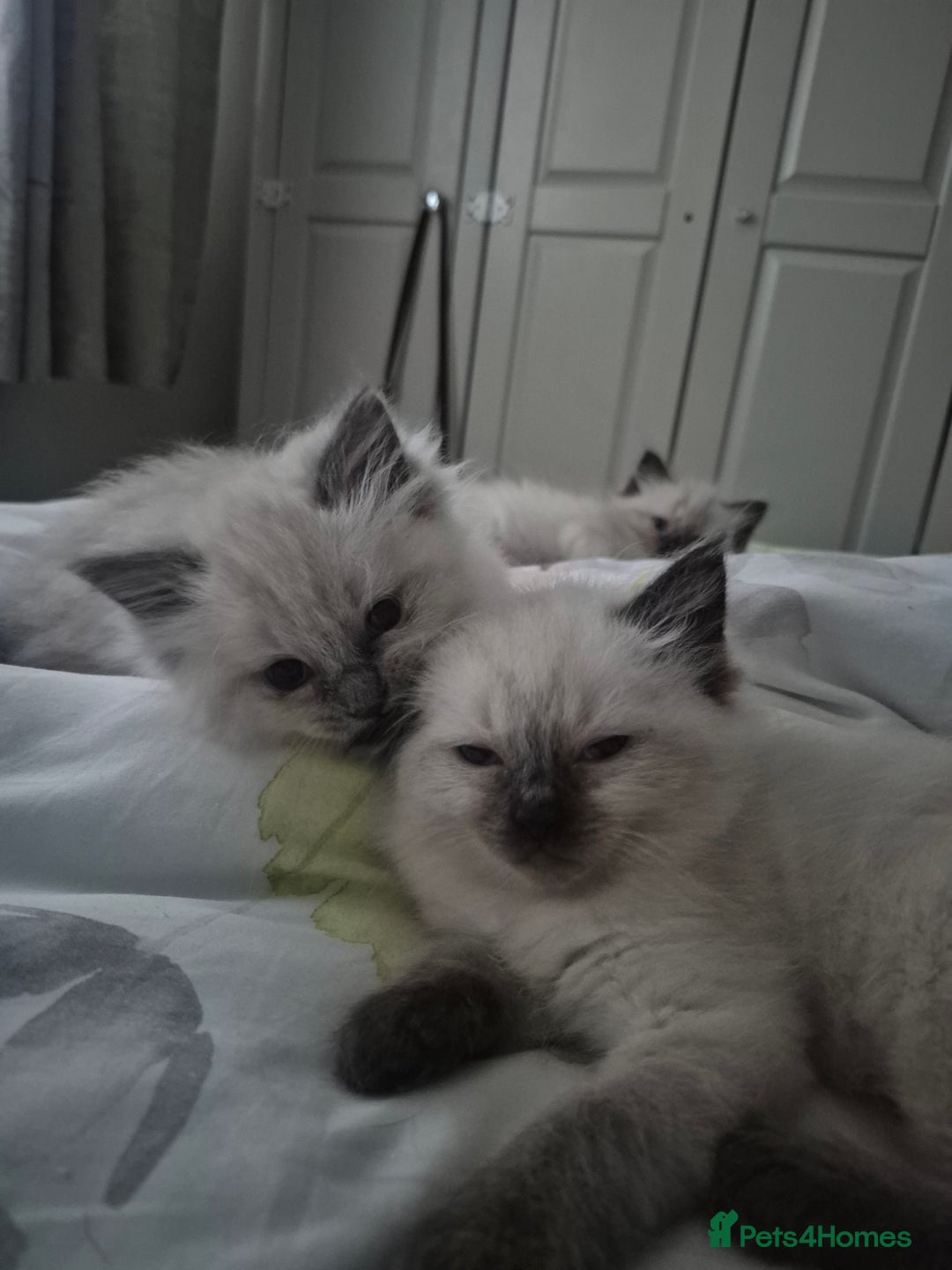Ragdoll cats for sale: Pure Breed Ragdoll Kittens  - Advert 9