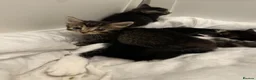 Mixed Breed cats for sale: 🐾 **Adorable Kittens 🐾 - Advert 7