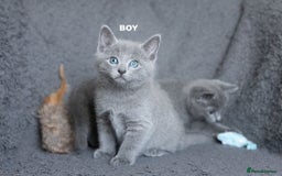 Russian Blue cats for sale: Pure Russian Blue Kittens Available  - Image 20