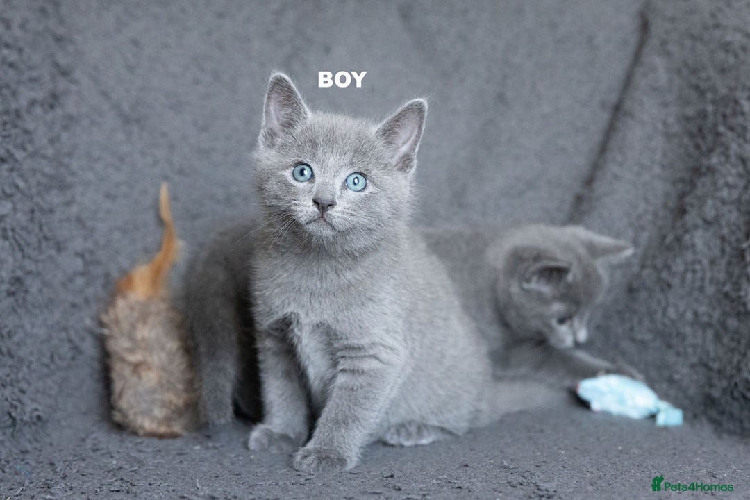 Russian Blue cats for sale: Pure Russian Blue Kittens Available  - Image 20