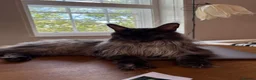Maine Coon cats for sale: 💗RARE💗Imported lines, exceptional MC kittens😻⭐️ - Advert 17