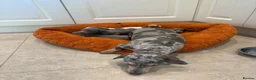 Dachshund dogs for sale: Miniature dachshund - Advert 10
