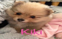 Pomeranian dogs for sale: Stunning litter of Pomeranian's  - Advert 4