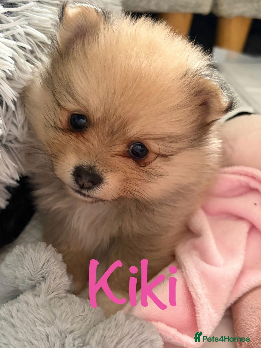 Pomeranian dogs for sale: Stunning litter of Pomeranian's  - Advert 4