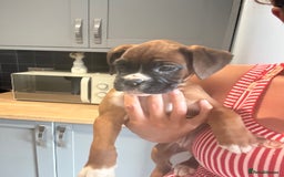 Boxer dogs for sale: Reduced Ready Now Kc Boxer Puppies - Image 25