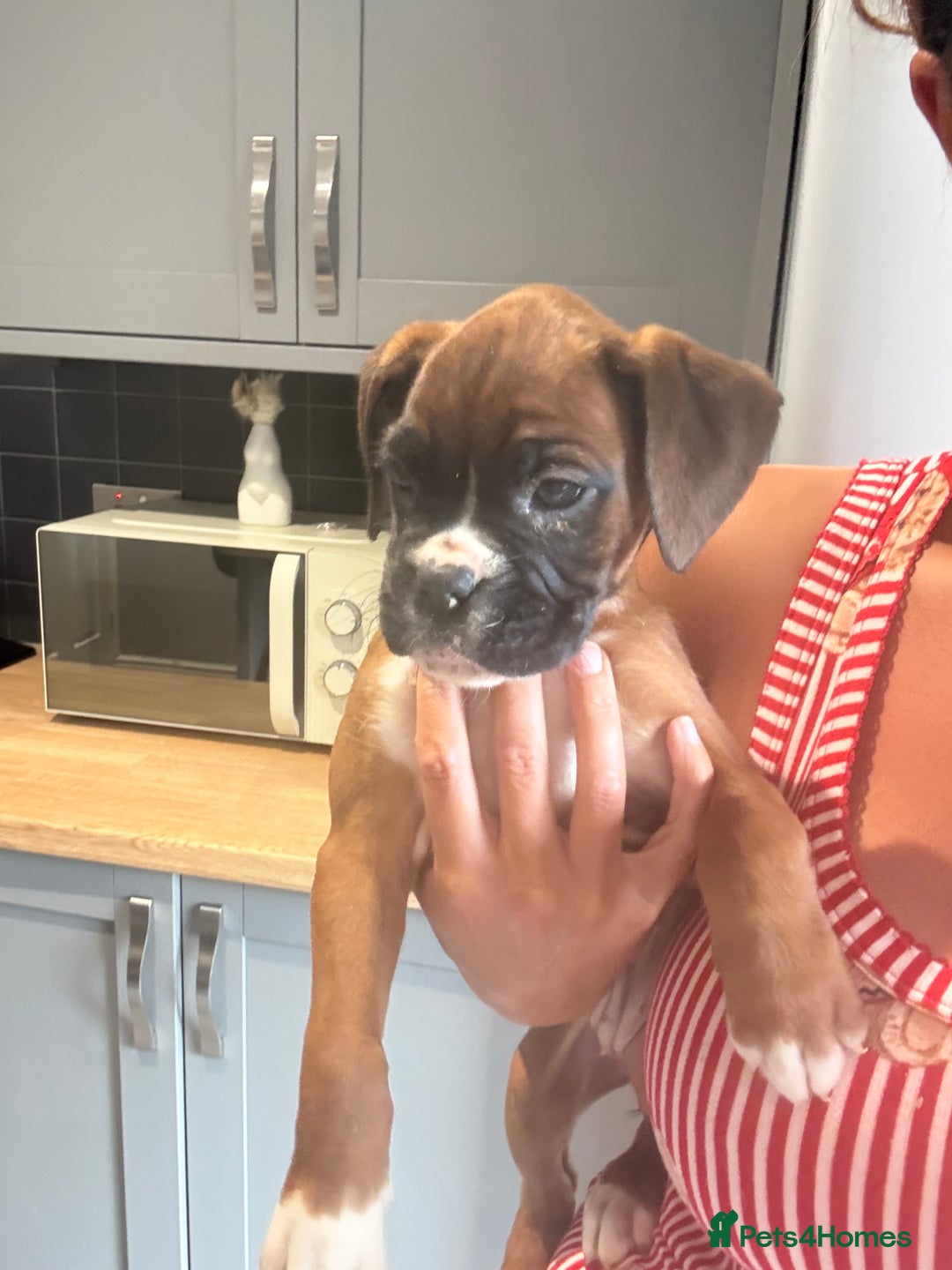 Boxer dogs for sale: Reduced Ready Now Kc Boxer Puppies - Image 25
