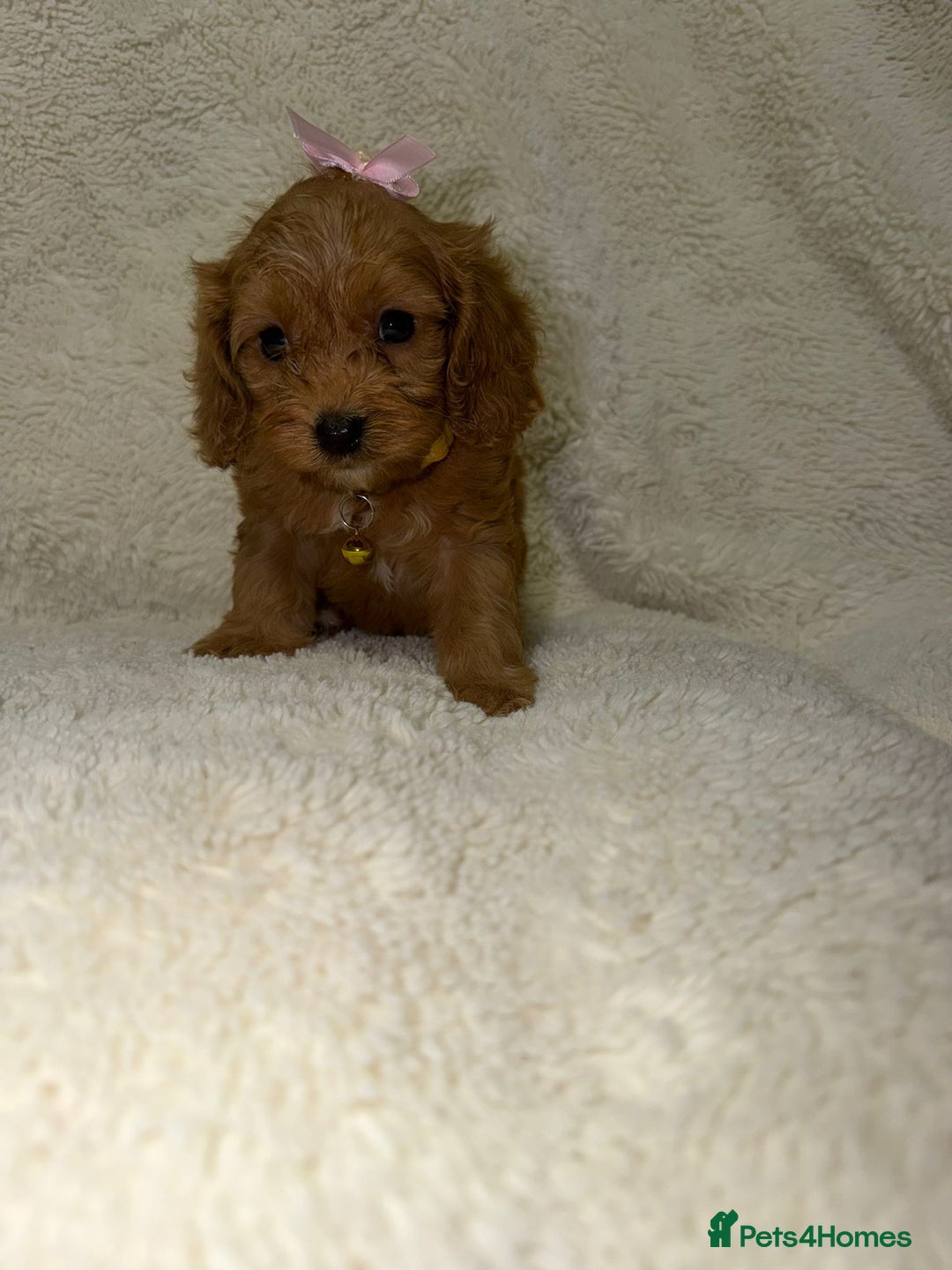 Cavapoo dogs for sale: ❤️Health-Tested Cavapoo Puppies 🐶 - Advert 6