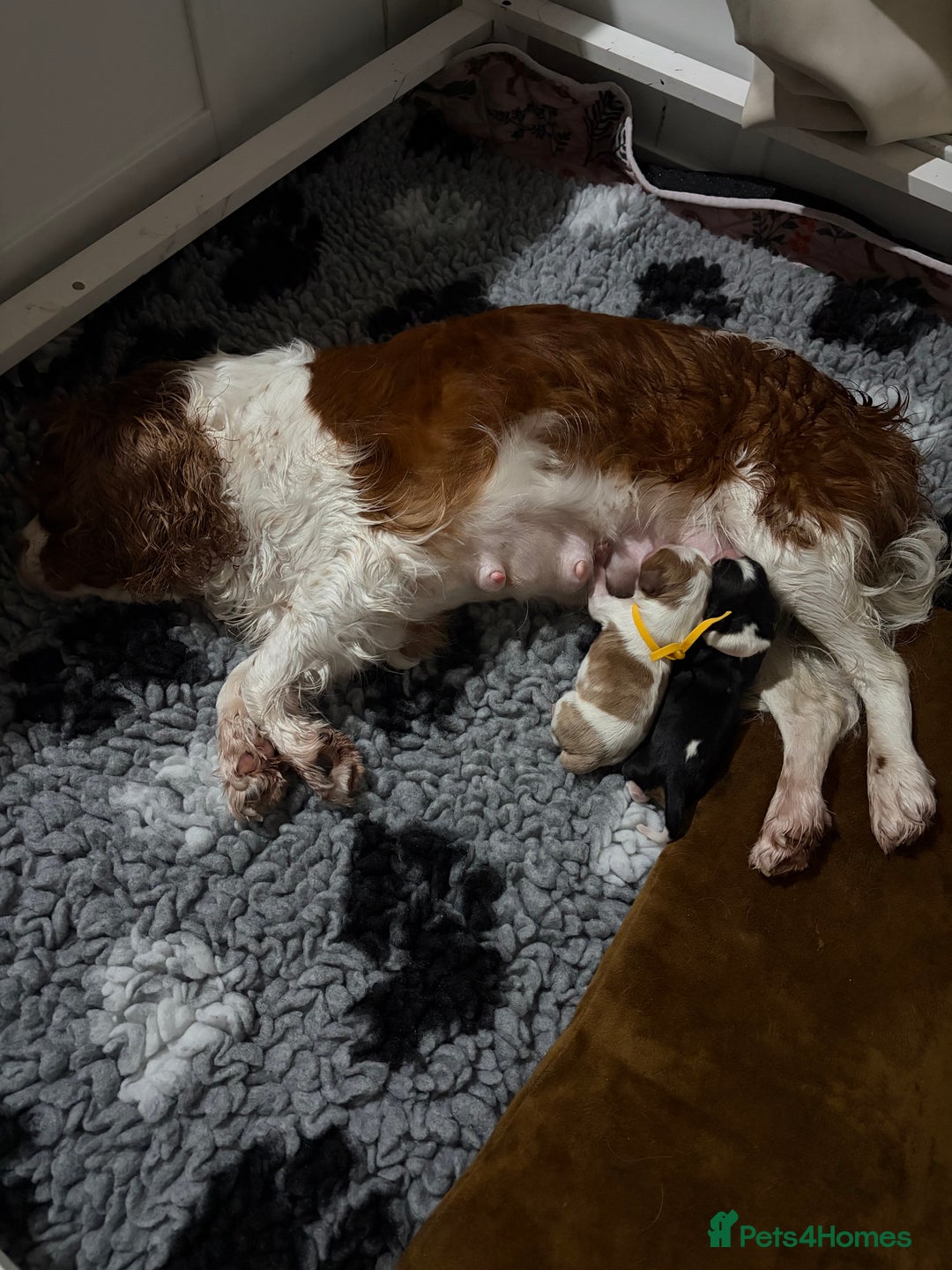 Cavalier King Charles Spaniel dogs for sale: Beautiful KC Registered Cavalier King Charles Pups - Advert 6