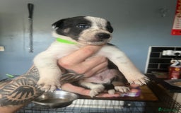 Border Collie dogs for sale: Border collie puppies - Image 21
