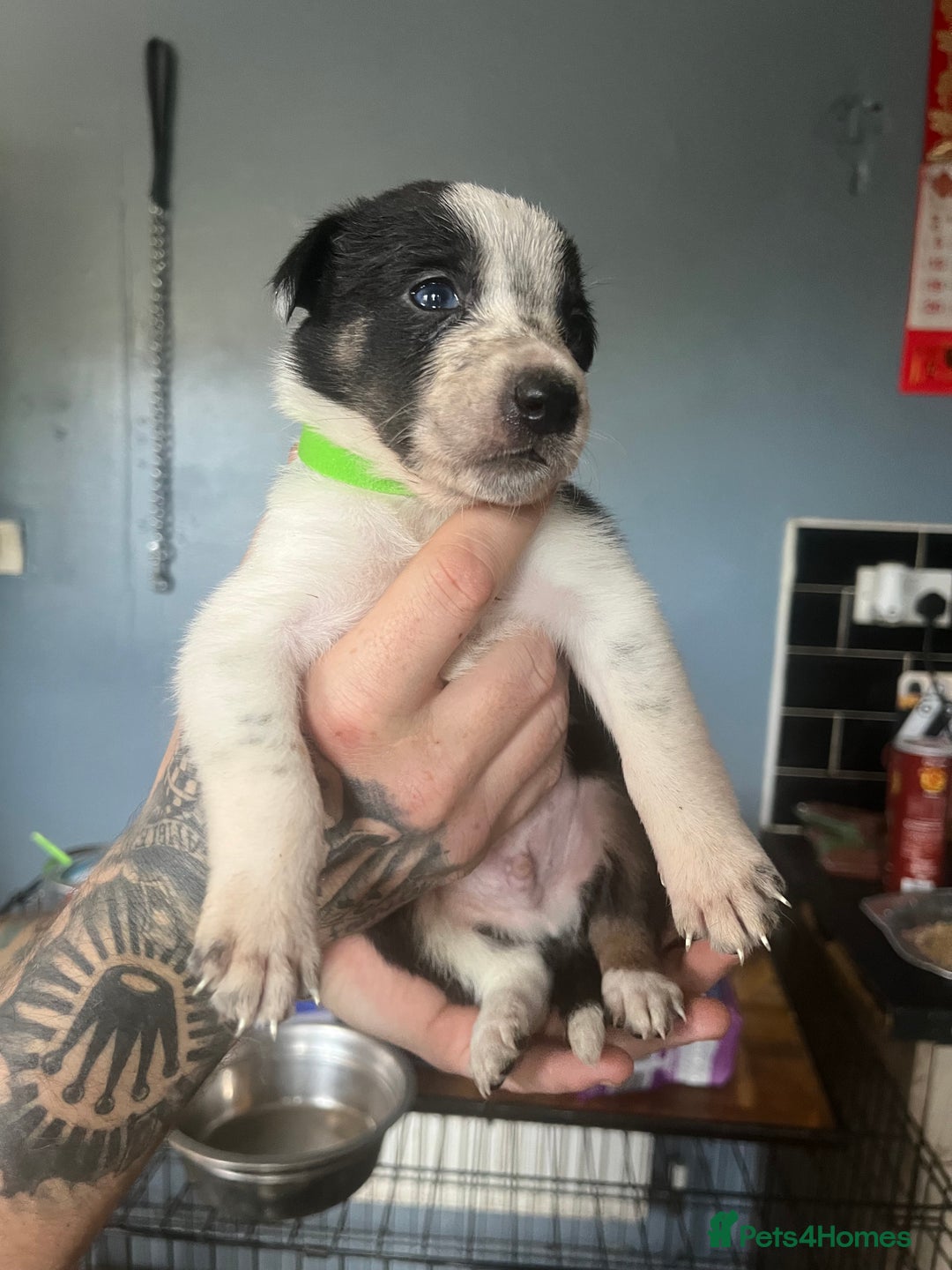 Border Collie dogs for sale: Border collie puppies - Image 21