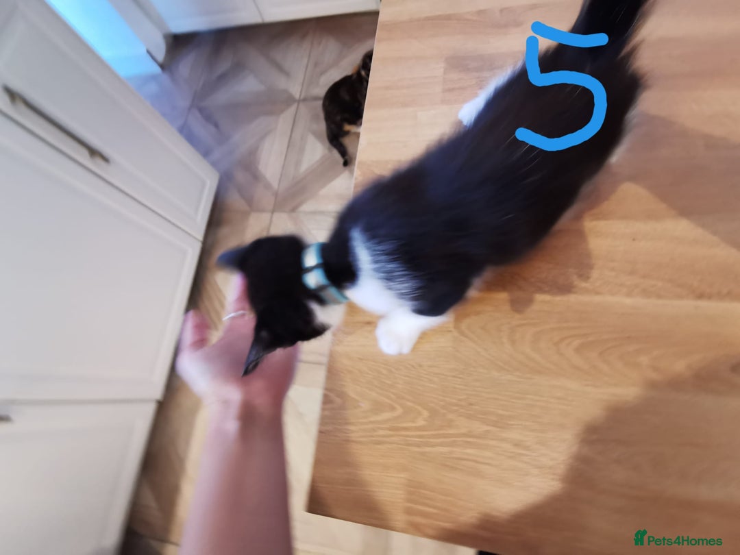 Mixed Breed cats for sale: Beautiful kittens ready now - Image 39